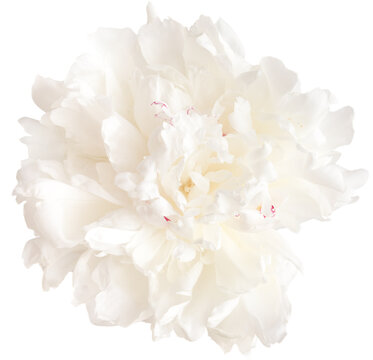 Peony flower