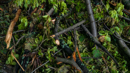 Fallen tree logs and sticks among green leaves in the forest
