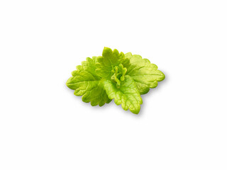 Melissa officinalis. Fresh green leaves of Melissa on a white isolated background.