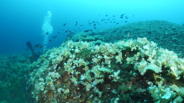 underwater scenery blue water  fish school ocean scenery mediterranean