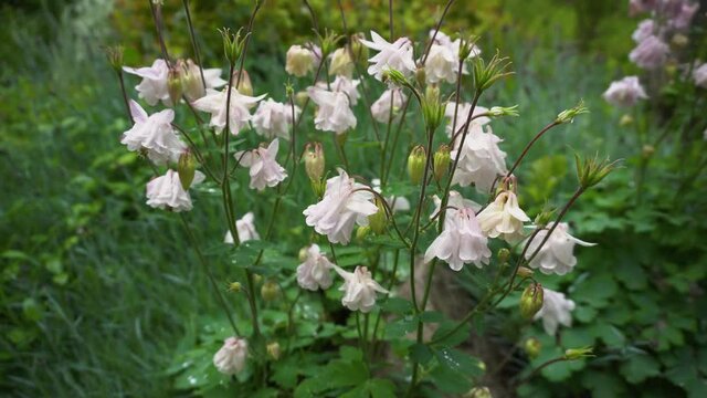 White pinkish Aquilegia flower drowing in summer garden. Plant blooming in park covered with water drops after rain