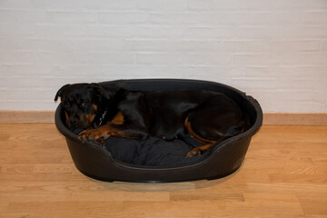 Rottweiler in her dog basket bed - 355288100
