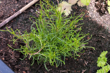 Santolina viridis green plant in soil - 355288106