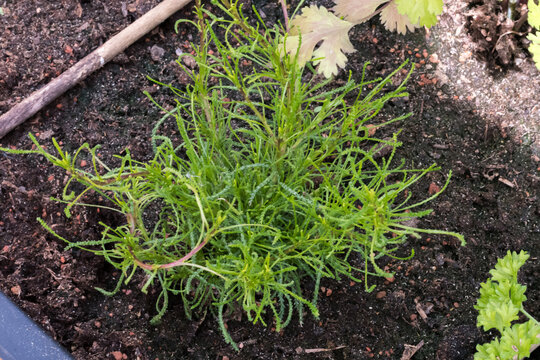 Santolina viridis green plant in soil