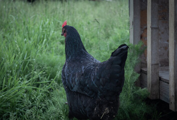 Black Rooster