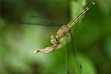 close up of a dragonfly