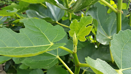 한국 제주도 무화과나무 무화과잎