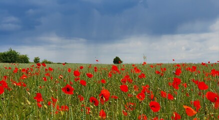 field of poppies