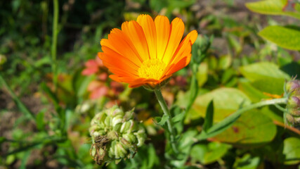 Calendula Officinalis. Marigold flower - herb often used in natural medicine. Orange flower against green background. Photo taken in a garden in central Poland. Vivid colors.