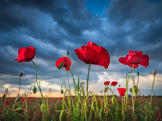 close up view to group of red poppies from low point in dramatic sky in sunset with copy space
