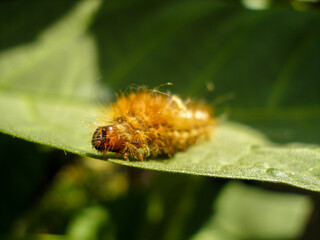 Brown caterpillar, larvae of Knot Grass Moth. Insect Acronicta Rumicis caterpillar on green leaf. Close-up photo. Photo taken in garden in central Poland. Sunlight, vivid colors.