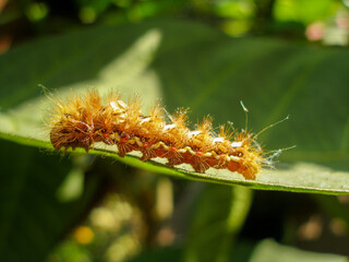 Brown caterpillar, larvae of Knot Grass Moth. Insect Acronicta Rumicis caterpillar on green leaf. Close-up photo. Photo taken in garden in central Poland. Sunlight, vivid colors.
