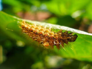 Brown caterpillar, larvae of Knot Grass Moth. Insect Acronicta Rumicis caterpillar on green leaf. Close-up photo. Photo taken in garden in central Poland. Sunlight, vivid colors.