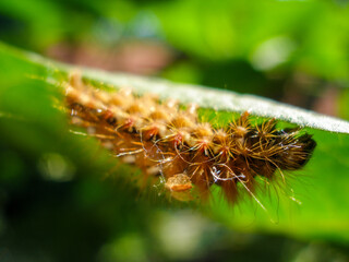 Brown caterpillar, larvae of Knot Grass Moth. Insect Acronicta Rumicis caterpillar on green leaf. Close-up photo. Photo taken in garden in central Poland. Sunlight, vivid colors.