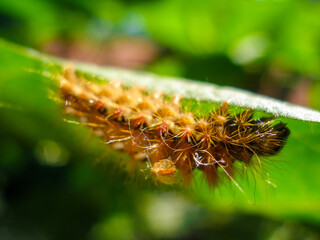 Brown caterpillar, larvae of Knot Grass Moth. Insect Acronicta Rumicis caterpillar on green leaf. Close-up photo. Photo taken in garden in central Poland. Sunlight, vivid colors.
