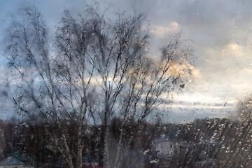 береза за окном, дождь.