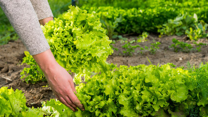 Women's hands pluck green lettuce leaves from beds