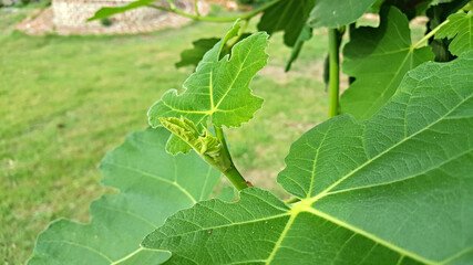 한국 제주도 무화과나무 무화과잎