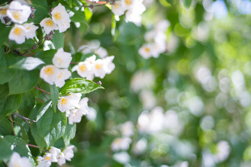 Jasmine flower outside. Beautiful snow-white buds and flowers of jasmine cursor close-up. Fragrant flowering backgrounds of nature
