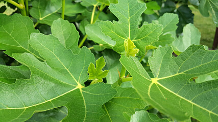 한국 제주도 무화과나무 무화과잎