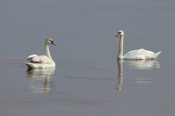 Wild swans on the river
