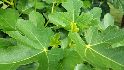 한국 제주도 무화과나무 무화과잎