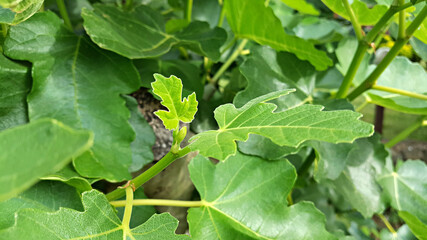 한국 제주도 무화과나무 무화과잎
