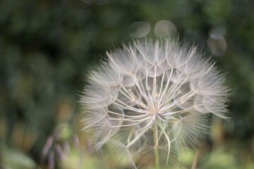 Fototapeta premium Head of the Tragopogon (goatsbeard, goat's beard, salsify) flower on a blurred green background.