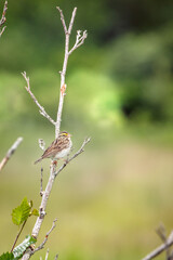 savannah sparrow sweet bird with yellow stripe 