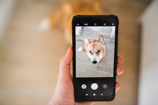 A person taking a picture with a phone of their dog, a dog phone photo close up, a dog phote in a smartphone