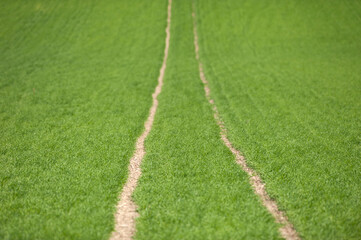 Obraz premium village road in the middle of a green field leading uphill
