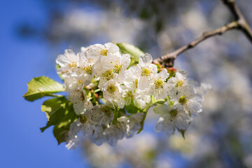 Apfelblüte aus dem Lavanttal