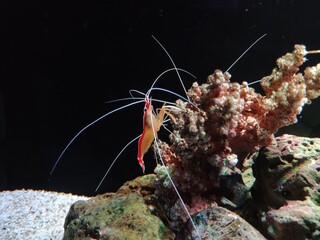 Little shrimp near the coral in the aquarium
