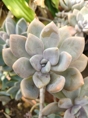 Succulent plant have little drop in center with pink leaf top