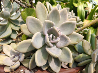 Succulent plant face to sun in winter