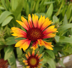 Gaillardia pulchella blossom in winter in sunny morning