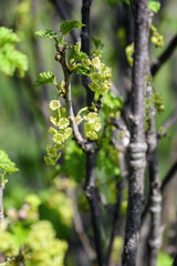 Fototapeta premium Tiny flowers of red currant on a bush.