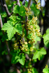 Tiny flowers of red currant on a bush.