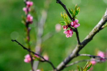 Pink peach flowers on a twig.