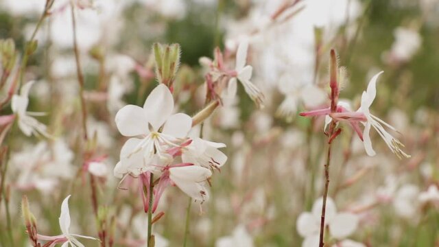 White and pink flowers in a plant garden in Barcelona in early spring
