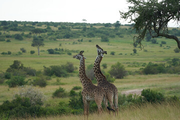 Giraffe in Masai Mara - Brothers