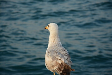 White seagull standing near sea and seeing further