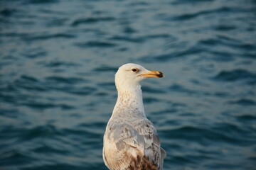 White seagull standing on the bridge stone near Marmara Sea of istanbul