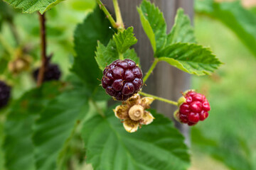 Raspberry plant and fruits