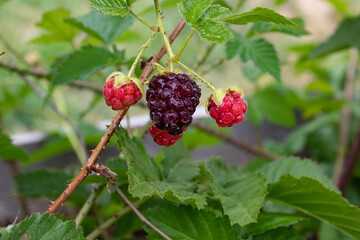 Raspberry plant and fruits