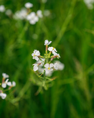 Pflanze mit weißen Blüten und schönem Bokeh