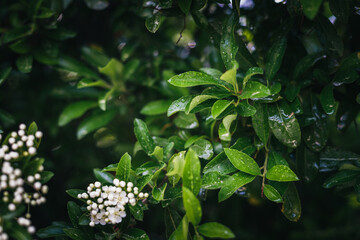 Grüne Pflanze mit Tropfen