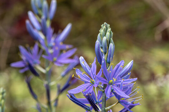 Close up of a camassia flower in bloom in the garden