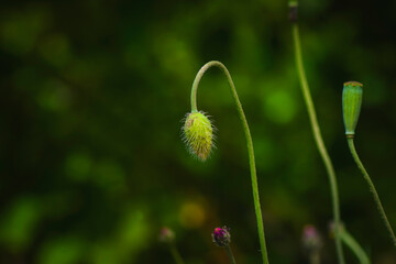 Buds of poppy flowers and follicle on a background of green meadow and grass, plants, green stem, red petals, summer