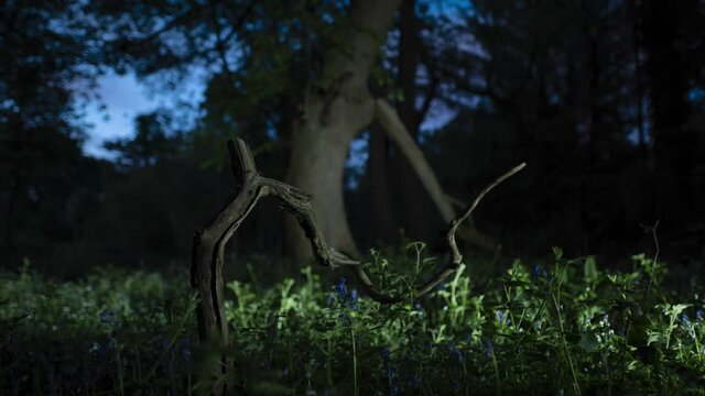 Light painting fallen tree branch in forest at night